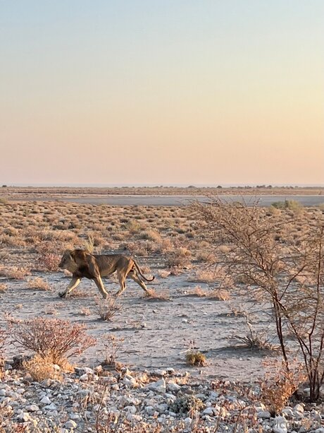 cosplay femboy onlyfans nude photo