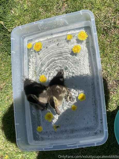 Xsluttycupcakex6669x star image