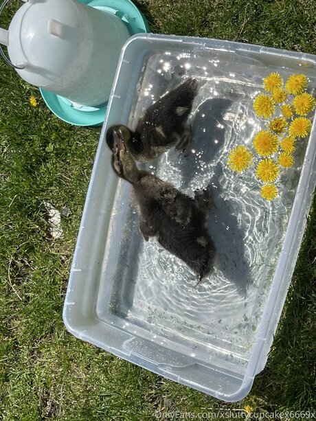 Xsluttycupcakex6669x pornstar beautiful archive