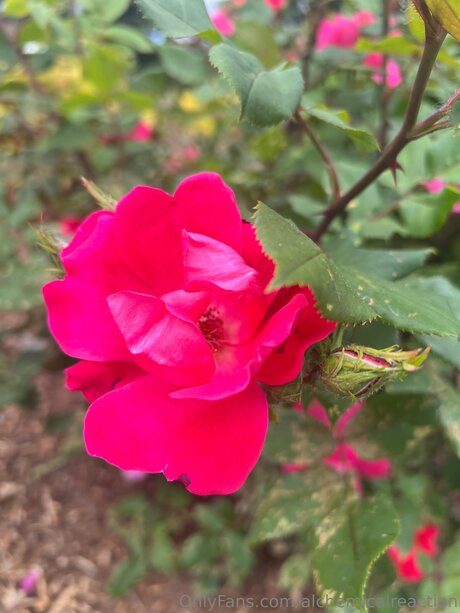 extreme onlyfans beautiful naked gallery