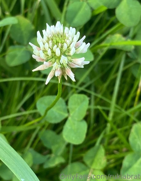 rukiabrat beautiful actress gallery