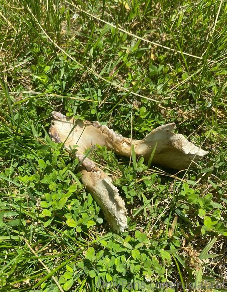 rukiabrat xxx star images