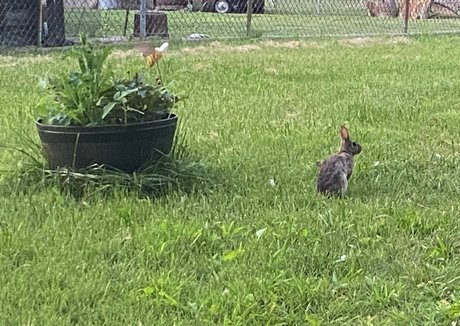 rukiabrat star sex images