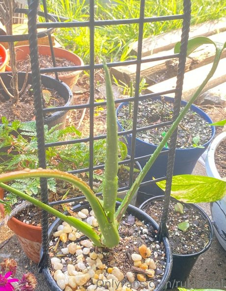 rukiabrat pornstar nice photos