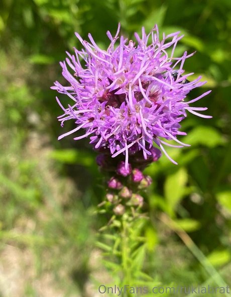 rukiabrat naked model photo