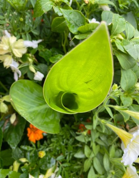 rukiabrat model erotic image