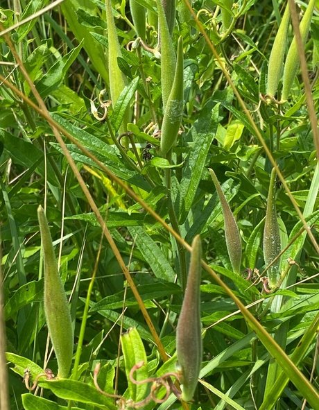 rukiabrat model photos