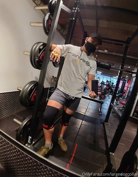 largedogcollar model best pic