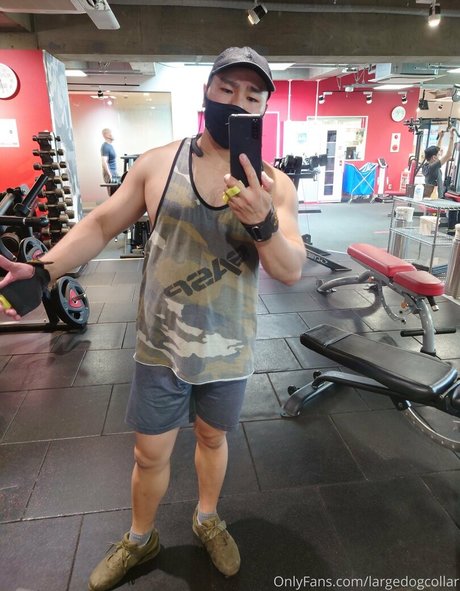 largedogcollar adult model pic