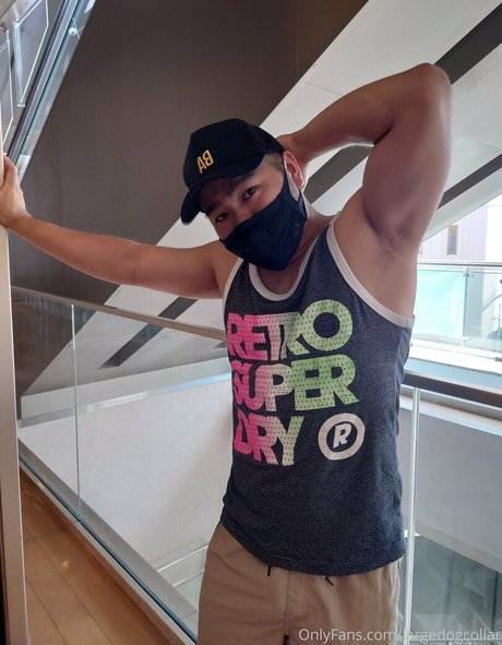 largedogcollar model free photo