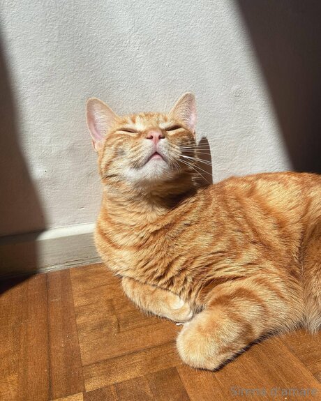 Sirenadamare Profile Photo