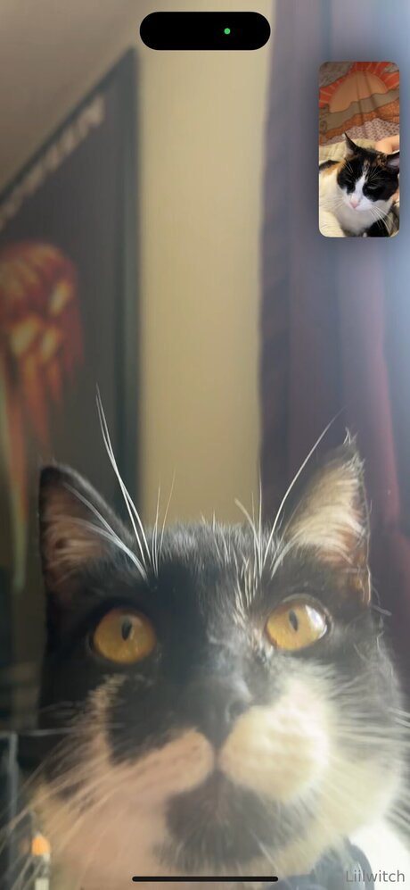 Liilwitch pornstar picture