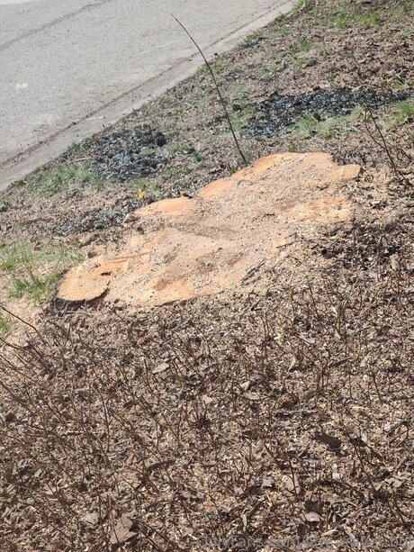 Shy Travel Boi free pornstar image