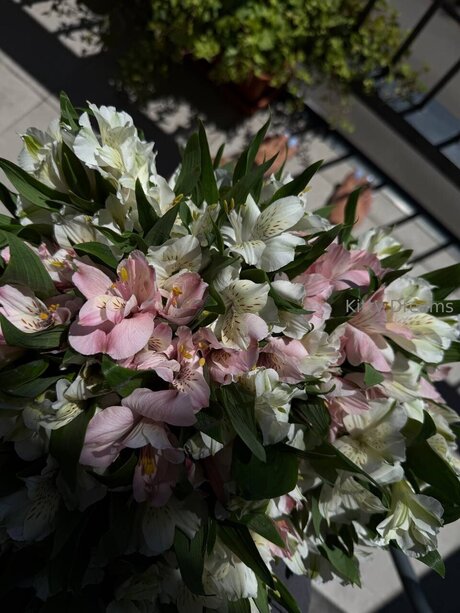 Kitty Dreams Vip model nice images