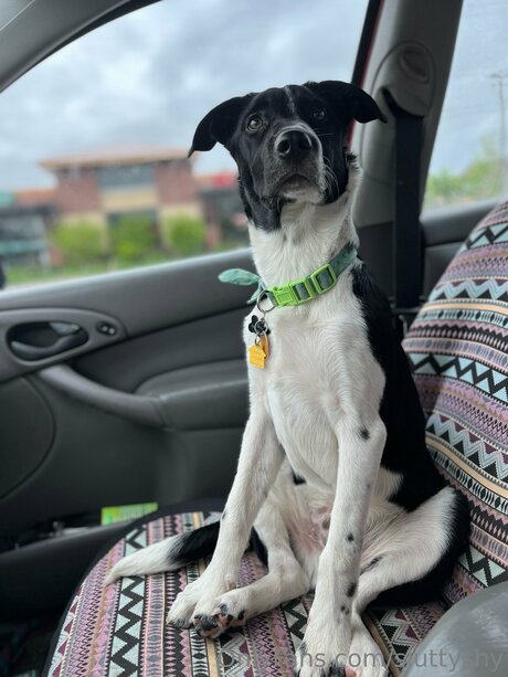 Sluttyshy perfect model pic