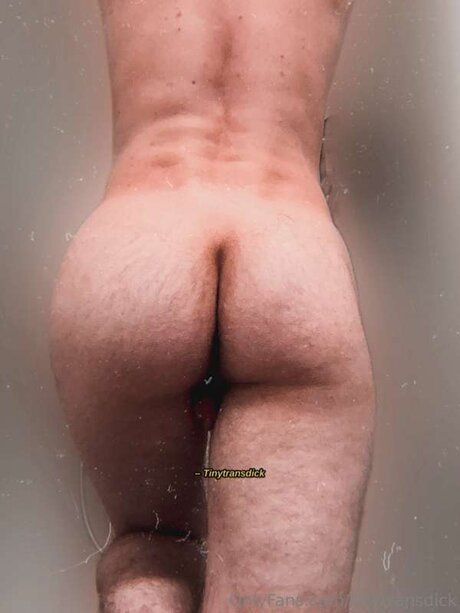 Tinytransdick model top archive