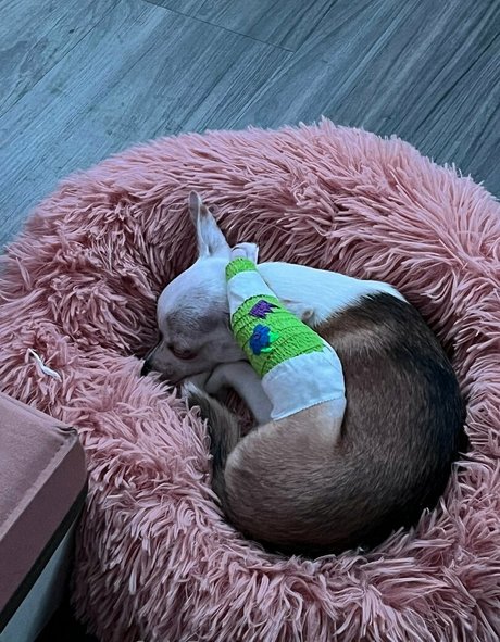 massivelysweet nice pornstar image