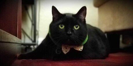 Wraith23 art actress pic