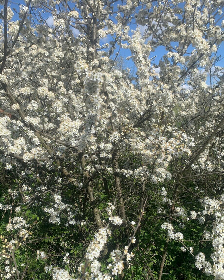 Ace Houndd exclusive star galleries