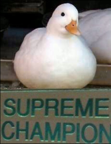 Peak star exclusive img