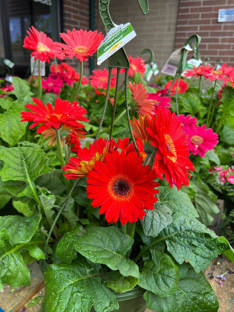 Olivi r Ans lm beautiful pornstar photo