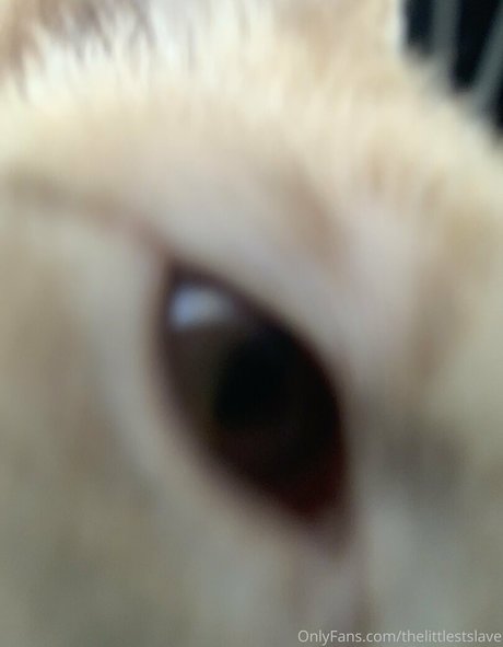 thelittlestslave star hd archive