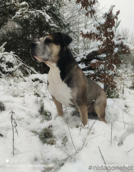 kim privat star art img