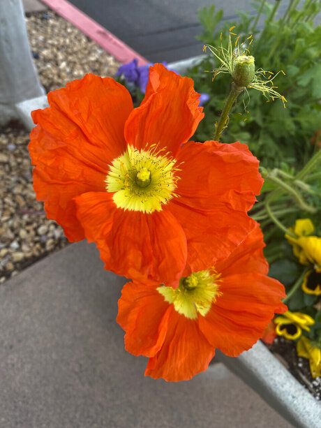 One Love Naked Yoga star sex image