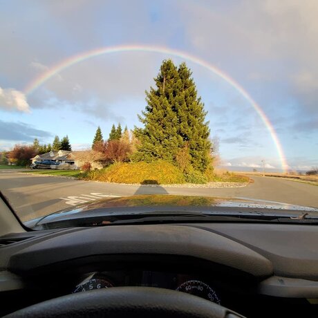 Rooster star beautiful images