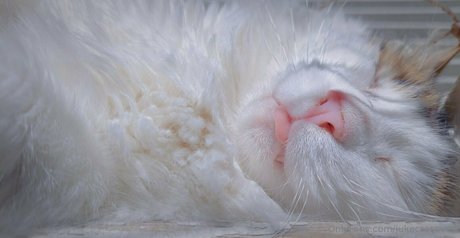 jukacrasoves porn actress galleries