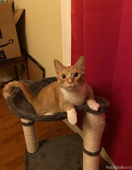 Goddess Tall Tasha star porn image