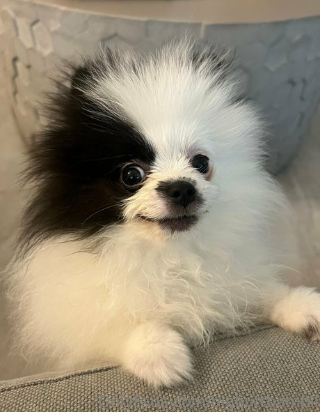 femboy trans onlyfans porn picture