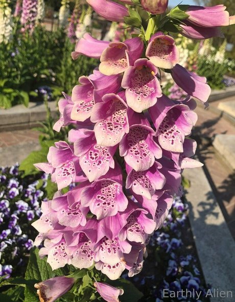 earthlyalien exclusive actress image