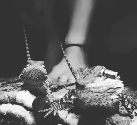 artnvenom exclusive actress images