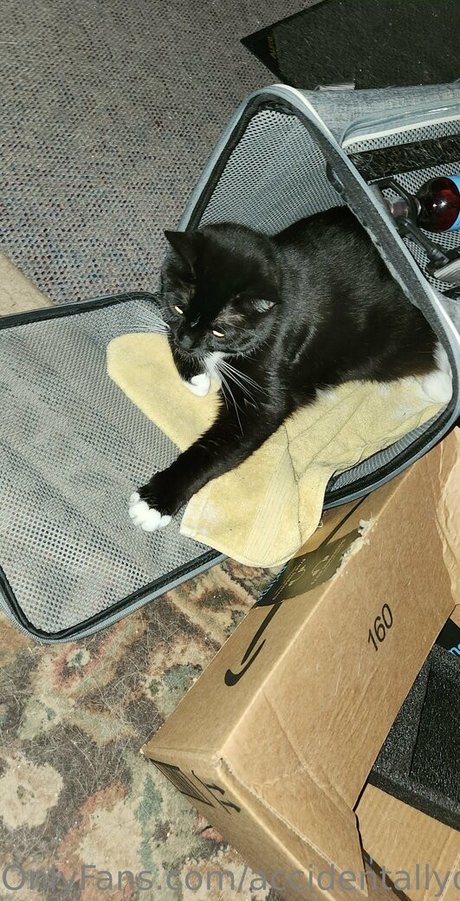 accidentallydelicious pornstar art pics