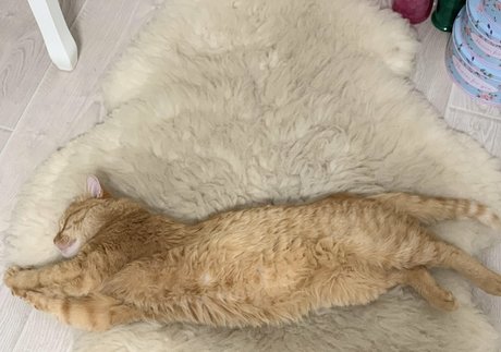 Suzanna De Rose exclusive star photos