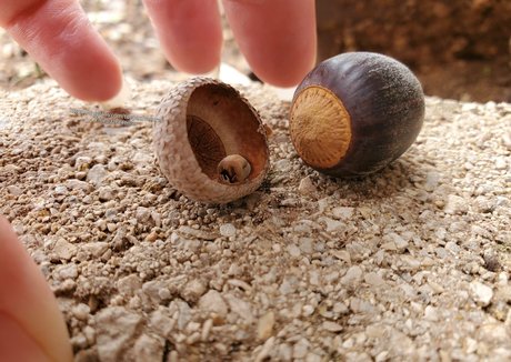 toepazfeetures naked actress image