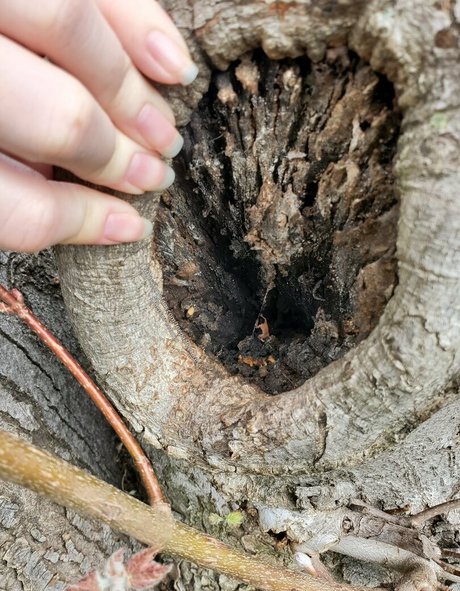 toepazfeetures star beautiful img