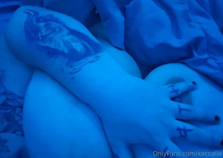 xaccalia model top img