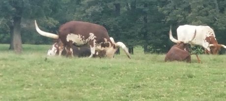 kittylee free actress pic