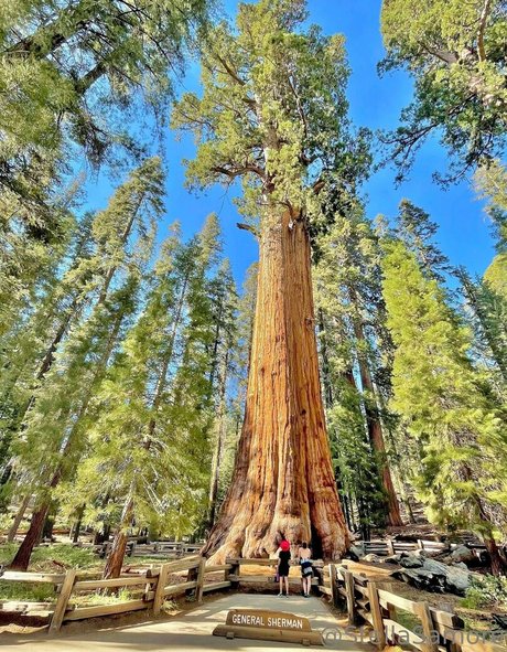 Stellasamore star exclusive gallery