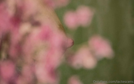 lactescens pornstar sexy archive