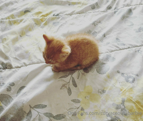 asian daddy onlyfans free pic