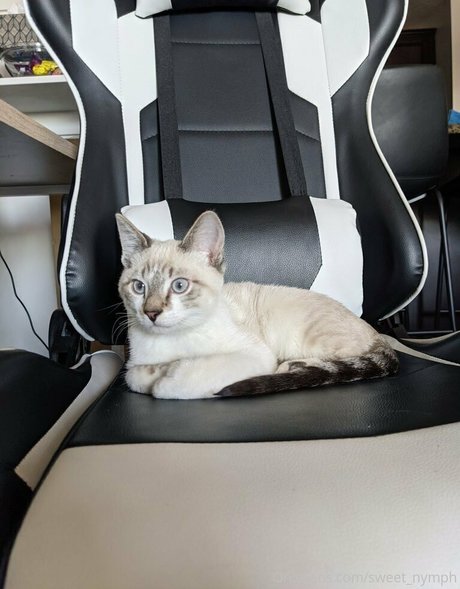 sweet nymph hot model pictures