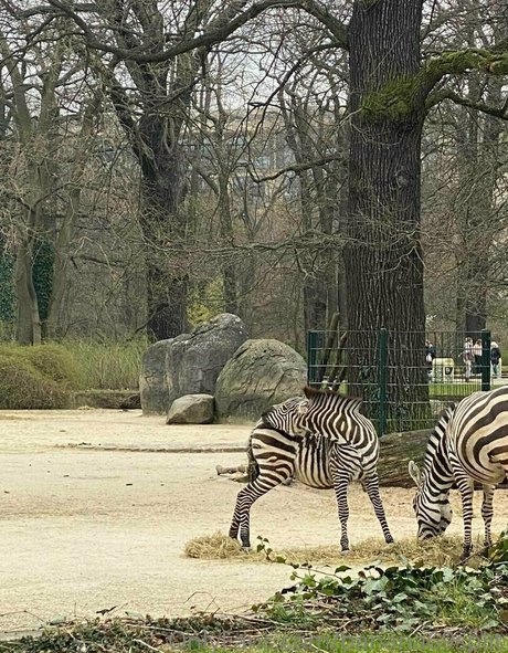 banana69split star sexy archive