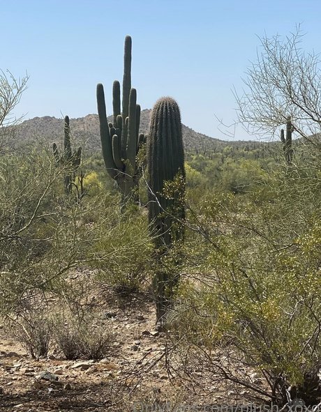 cheating wife pornstar nudes gallery