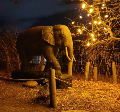 Ivory Ray pornstar adult gallery