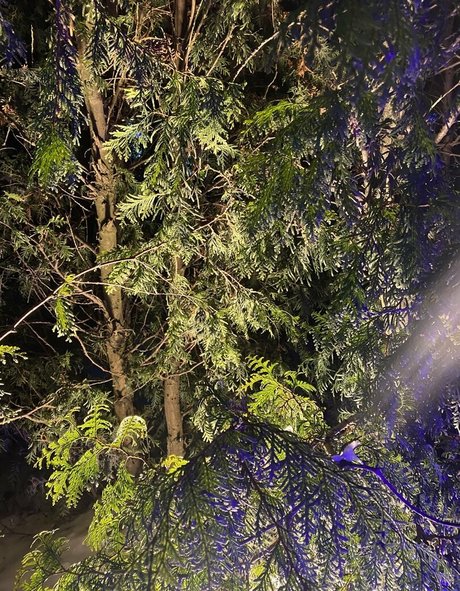 goth kitty onlyfans nice photo