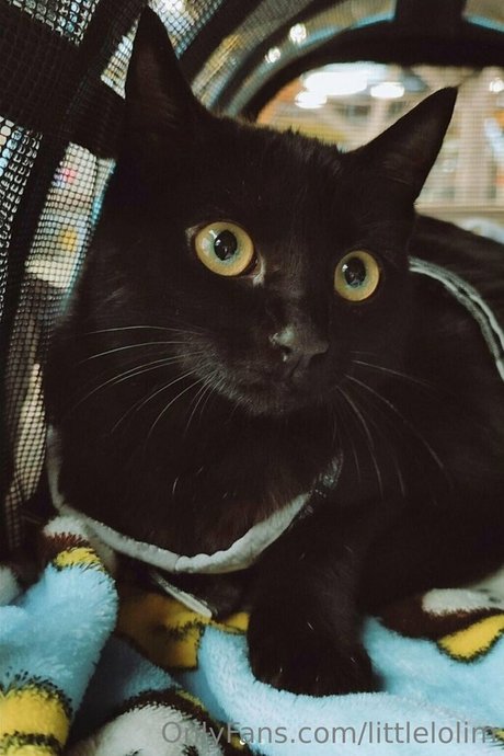 littlelolim nudes star images