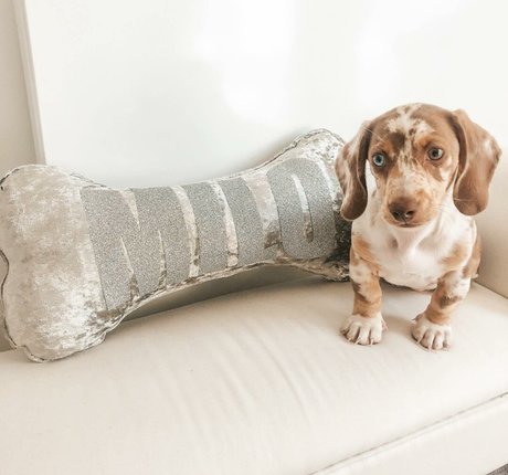 Coco Lodge pornstar beautiful images